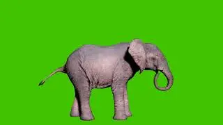 Large African elephant eats foliage from trees in front of green screen. Seamless loop animation for