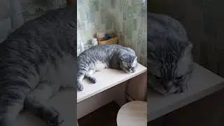 🐈🤣Кот занял весь стол 