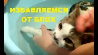 Как вывести блох у котят и кошек без химии 
