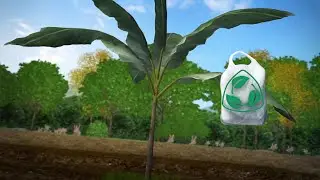 Researchers convert banana cellulose into biodegradable plastic