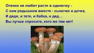 Презентация для детского сада: "Съедобные и несъедобные  грибы"