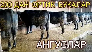 ТОЗА  КОНЛИ  АНГУСЛАР  ХАММАСИ СОТИЛАДИ,998974304