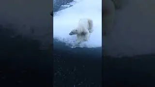 Polar Bears in their Element