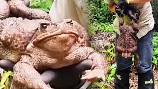 6-Pound Cane Toad Found in Australia Named Toadzilla