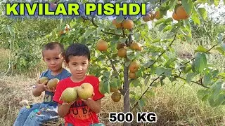 KIVI NOKLAR PISHDI VA 1 GEKTARDAN 600 MILLYON DAROMAD QILISH 1 YILDA SIRLARI