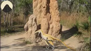 How did Animals Evolve to Live in Colonies?