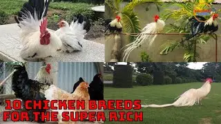 Top 10 rare chicken breeds hunted by the super rich