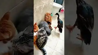 боевой утяра