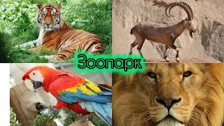 Зоопарк в Шымкенте! #зоопарк #лев #лето #leo