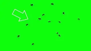 МУХИ ФУТАЖ GREEN SCREEN!