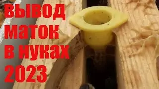Вывод маток 2023. Зачем заселять нуклеусы ? Они обжиты с осени.