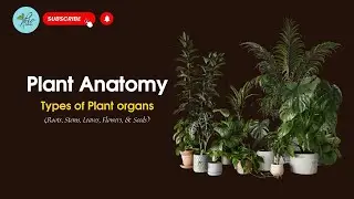 Plant anatomy and physiology, Types of plant parts, Roots, stems, Leaves, Seed, Flowers