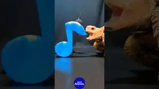 Satisfying ASMR Mukbang Eating Blue Music 🎶 Turtle Tortoise