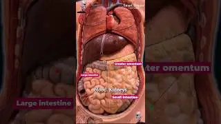 The Body's Inner Symphony 🎵💓😍