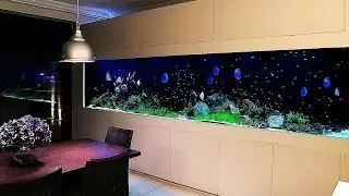 Massive 8000 Liters Blue Diamond Discus Tank | Luxury Discus Aquariums