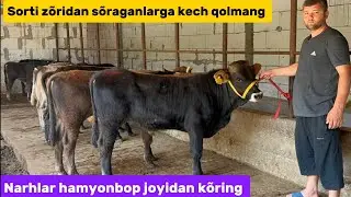 Shvet va russ poroda buqalar +99894.307.94.94 sifatli joyidan zoʻridan