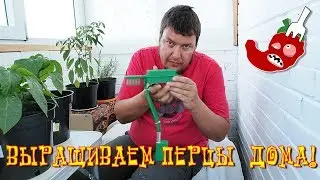 Как вырастить жгучий перец дома? Часть 15. Перец сбрасывает цвет + система автополива.