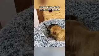 Fearless kittens attack gentle golden retriever 