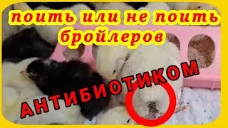 Да, я буду давать антибиотик своим бройлерам тогда, когда считаю необходимо.