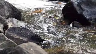 Relaxing River Sounds, study, meditating