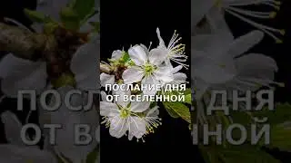 Если ты не знаешь, что делать дальше, возьми паузу для того! | Послание дня от Вселенной 