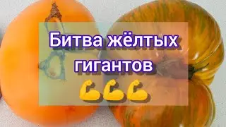 Битва жёлтых гигантов// томат жёлтая зебра и большой золотой вкусный