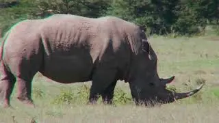 a rhino grazes on the plains of africa bpf