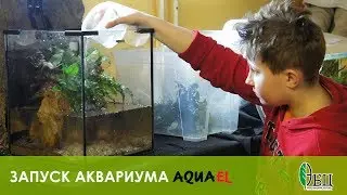 Запуск аквариума AQUAEL в ЭБЦ 