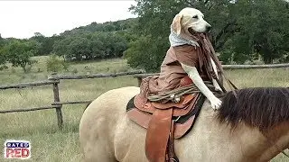 Welp, Here’s a Dog Riding a Horse