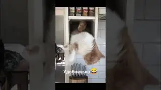 Смешные и самые милые котики обязательно поднимут вам настроение 😄