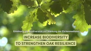 Erhöhung der Biodiversität zur Stärkung der Eichenresilienz