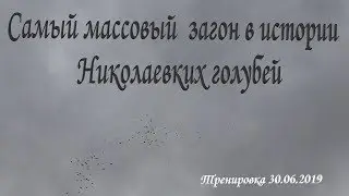 Самый массовый загон в истории Николаевских голубей