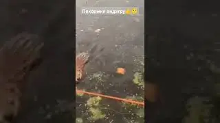 А вы подкармливаете диких животных!? 👇 