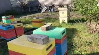 Пасека 2024 / апрель / пчелы очень слабы , а все цветёт и благоухает