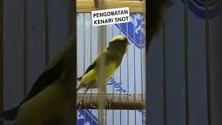 Berhasil pengobatan snot pada kenari #perawatankenari #burungkicau