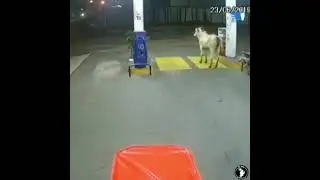 🙃🙃🙃🙃 Human Vs cow 🐮 