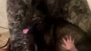 Волчье гнездо или особый подвид - волк диванный