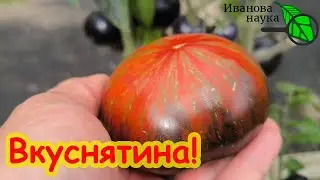 САМЫЙ ВКУСНЫЙ ТОМАТ 2024 ГОДА!  Сладкий, насыщенный и яркий вкус... даже без подкормок!