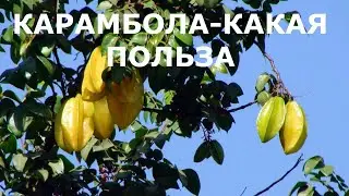 Что Может Этот Фрукт, Карамбола, Если Его Кушать Каждый День