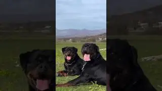 Top 5 Most Dangerous Ban Dog Breed in The World 👹 