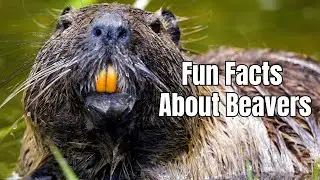 Fun Facts About Beavers - Beaver Interesting Facts