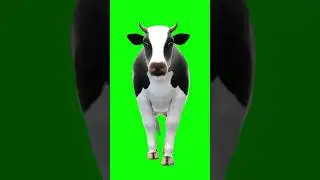 3 COW Green Screen Animated 4k 2023 ANIMAL GREEN SCREEN