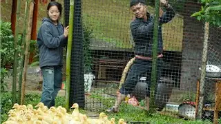 After long rainy days: Pao and Sua try to complete the fence to protect the poultry