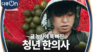 귤 농사에 빠진 청년 한의사 ＂농촌을 살릴 수 있지 않을까＂ [다큐ON-Docu ON] | KBS 240901 방송