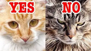 Fluffy Cat Paws Little Cat Faster Than Bruce Lee