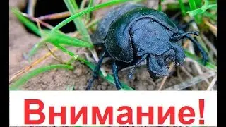 Привет,я Жук стригун и я съем твой чеснок.