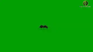 Ant Green Screen HD