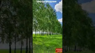 #андрейординарцев #природапрекрасна #природароссии Природа мордовии.