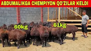 ABDUMALIK 40 KG 60 KG QO'ZILARNI OLIB KELDI 120 BOSH ULGIRIB QOLING BUNAQASI KELMAGAN