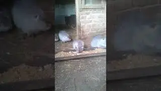 БОЛЕЗНИ НУТРИЙ (кокцидиоз). Лечение и профилактика.